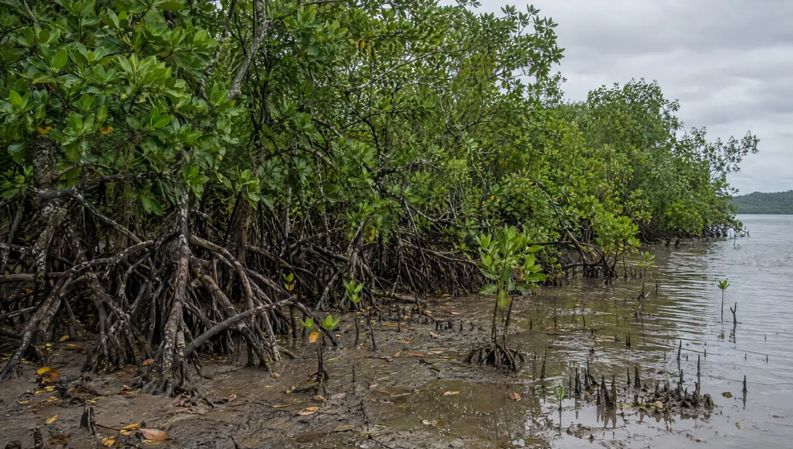 Mangrove forest edge at low tide